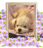 きあちゃんの追悼写真