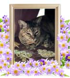 きぃちゃんの追悼写真（猫の火葬）