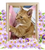 猫の火葬(きすけ)