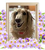 きなこちゃんの追悼写真（犬の火葬・神奈川県）