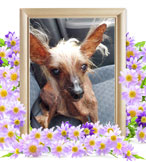 犬の火葬(きむち)