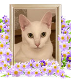 猫火葬(ぎんのすけ)