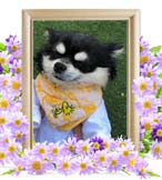 くっぴーちゃんの追悼写真