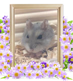 ハムスターの火葬(くるみ)