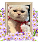 くるみちゃんの追悼写真（猫の火葬）