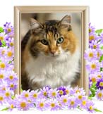 くろちゃんの追悼写真（猫の火葬）