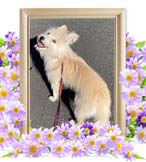 くーちゃんの追悼写真（犬の火葬）