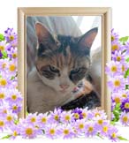 くーちゃんの追悼写真（猫の火葬）