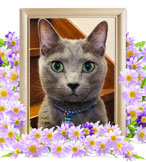 猫の火葬(ぐり)