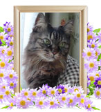 猫を火葬(ぐり)