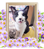 ペットの火葬(こぐれ)