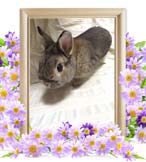 ここちゃんの追悼写真（小動物の火葬）