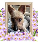 ここあちゃんの追悼写真（犬の火葬）