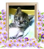 こたろうちゃんの追悼写真（猫の火葬）