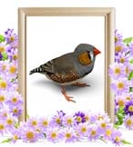 こっぺちゃんの追悼写真（小動物の火葬）