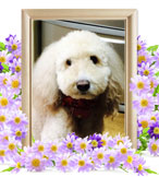 犬の火葬(こなこ)