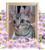 こなつちゃんの追悼写真（猫の火葬）