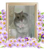 こむぎちゃんの追悼写真（小動物の火葬）