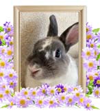 こむぎちゃんの追悼写真（小動物の火葬）