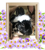 うさぎの火葬(ごま)