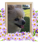 ペット火葬(さくら)