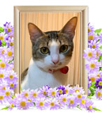 猫の火葬(さくら)