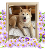 さくらちゃんの追悼写真（犬の火葬）