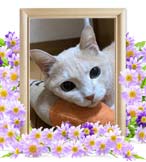 さくらちゃんの追悼写真（猫の火葬）