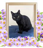 さくらちゃんの追悼写真（猫の火葬）