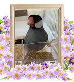 さくらちゃんの追悼写真（小動物の火葬）