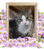 しぃまちゃんの追悼写真（猫の火葬）