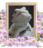 しおちゃんの追悼写真（小動物の火葬）