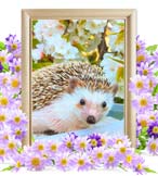 しかちゃんの追悼写真（小動物の火葬）