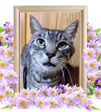 ペットの火葬(しまお)