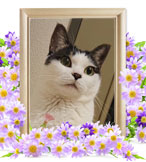 ペット火葬(しらす)