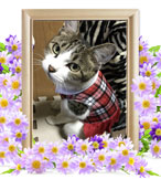 猫火葬(しらたま)