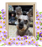 犬の火葬(じじ)