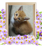 ペット火葬(猫の火葬)