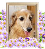 犬の火葬(じゅん)