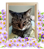 猫の火葬(すみれ)