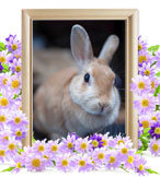 ウサギの火葬(せんぱい)