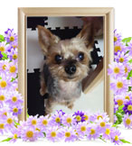 犬の火葬(そら)