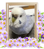 小動物の火葬(そら)