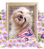 そらちゃんの追悼写真（犬の火葬）