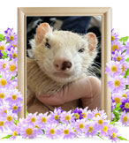 ペット火葬(そん)