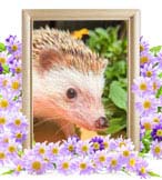 たぁぼうちゃんの追悼写真（小動物の火葬）