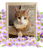 ペット火葬(たび)