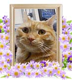 たび丸ちゃんの追悼写真（猫の火葬）