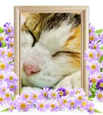 たまちゃんの追悼写真（猫の火葬）