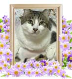 たまちゃんの追悼写真（猫の火葬）